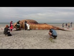 Replay Mort de Timmy : l'autopsie de la baleine échouée doit éclaircir les causes