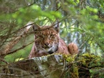 Replay Le royaume des animaux - Lynx