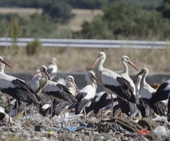 Replay Quand passent les oiseaux - Natura Europa