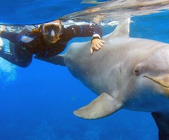 Replay Curaçao, des dauphins thérapeutes - GEO Reportage