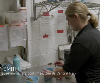 Replay Au cœur du zoo de New York - S4E14 - Pingouins amoureux