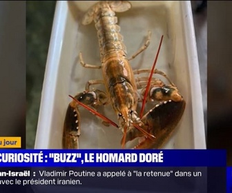 Replay L'image du jour - Un homard doré très rare péché au large de Boulogne-sur-Mer