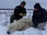 Replay Vétérinaires de l'Arctique