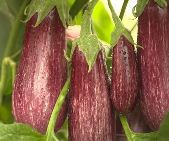Replay Le goût du détail - Aubergine