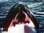 Replay Orca