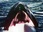 Replay Orca