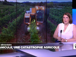 Replay Élément Terre, la quotidienne - Canicule: une catastrophe agricole