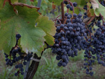 Replay Élément Terre, le reportage - Ces algues qui pourraient remplacer les pesticides dans le vin
