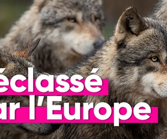 Replay Top Info - Le loup ne sera plus strictement protégé en Europe : quelles conséquences ?