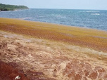 Replay C pas si loin - Antilles : l'invasion de sargasses continue