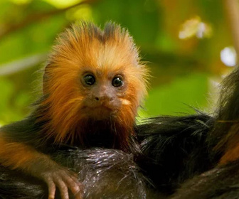 Replay Objectif survie