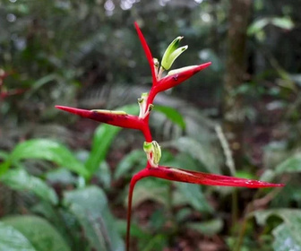 C pas si loin replay