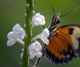 Replay Les super métamorphes - Les papillons !!! Ces super-héros de la nature