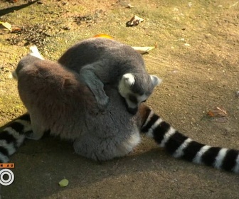 Replay Une saison au zoo - S13 E6