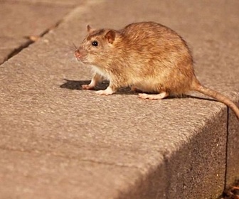 Replay Rats : peur sur la ville - ARTE Regards