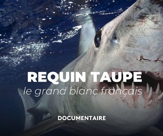 Replay La France en vrai - L'énigme du requin taupe