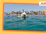 Replay Un caniche-sauveteur en mer - ARTE Journal Junior du vendredi