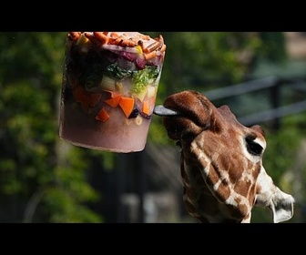 Replay Canicule à Rome : friandises glacées et bassins rafraîchis pour les animaux du zoo