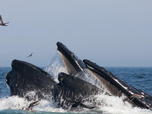 Replay Élément Terre - Les baleines, des alliées pour le climat à protéger