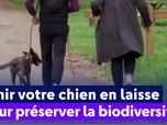 Replay On a de l'info - Tenir votre chien en laisse pour préserver la biodiversité
