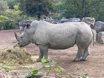 Replay Zoos : protéger les espèces menacées - ARTE Regards