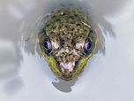 Replay Le réveil du printemps - L'Amérique des Grands Lacs