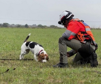 Replay Élément Terre - France : des chiens capables de détecter l'eau potable