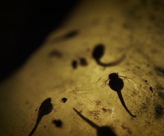 Replay Ils eurent beaucoup, beaucoup, beaucoup d'enfants - Les étranges aventures des amphibiens