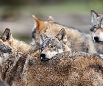 Replay 28 minutes - Le loup : un animal à abattre ou à protéger ?