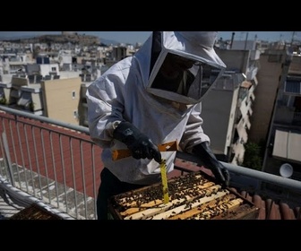 Replay À Athènes, l'apiculture urbaine gagne du terrain, toit par toit