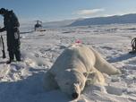 Replay Focus - Svalbard : les ours polaires de l'Arctique sous observation face à la fonte de la banquise