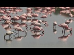 Replay Des flamants roses affluent en lagune de Venise grâce à un projet européen