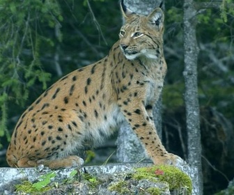 Replay Indonésie / Jura / Canada - Invitation au voyage