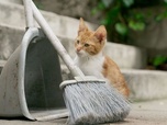 Replay Istanbul, la ville des chats - 360° Reportage