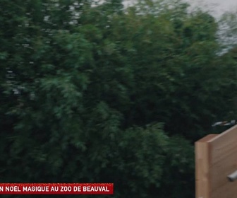 Replay Un jour, un doc week-end - Un Noël magique au zoo de Beauval