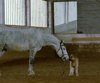 Replay Rex, chien flic - Le cheval qui valait des millions