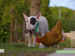 Replay L'hebdo des animaux