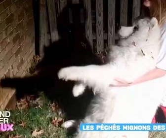 Replay Le grand bêtisier des animaux - Émission 2