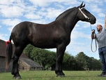 Replay Percheron, le retour du cheval de trait - GEO Reportage