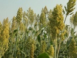 Replay Focus - Face au changement climatique, l'Inde relance la culture du millet