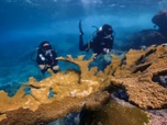 Replay Des solutions pour la sauvegarde des mers - Bonnes nouvelles de la planète