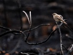Replay 28 minutes - Après l'été des catastrophes : quelle résilience pour la nature ?