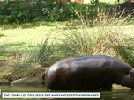 Replay Un jour, un doc week-end - Zoo : dans les coulisses des naissances extraordinaires (1/2)