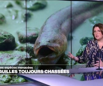 Replay Élément Terre, la quotidienne - Protection des espèces: La COP CITES, enfin une COP efficace!