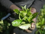 Replay Focus - Sur les traces du thé sri lankais, des collines verdoyantes aux tasses du monde