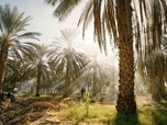 Replay Tunisie - Une oasis dans un grain de sable
