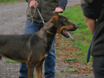 Replay Chiens et chats sans collier - Nouveaux départs
