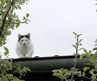 Replay Biodiversité : faut-il chasser les chats - ARTE Regards