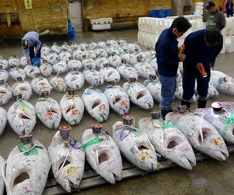 Replay Tokyo, il était une fois le marché aux poissons