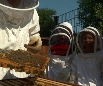 Replay ARTE JUNIOR Le magazine - A la rencontre des abeilles
